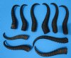 10 Authentic Male Springbok Horns for Crafts 9-3/8 to 12 inches - Buy these 10 for $7.50 each