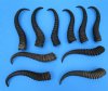 10 Genuine Male Springbok Horns for Sale 8-3/4 to 12-1/4 inches - Buy these 10 for $8.50 each