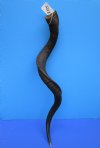 43-1/4 inches Large Natural African Kudu Horn for Sale  (31 inches straight) - Buy this one for $99.99