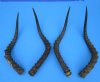 4 Authentic African Impala Horns for Sale for Crafts  19-3/4 to 21-1/2 inches (Not Matching Pairs) - Buy these 4 for $19.00 each