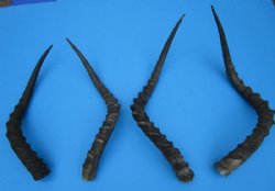 4 African Impala Horns for Sale 17-5/8 to 22 inches, 2 rights, 2 lefts (not pairs) - Buy these 4 for $19.00 each