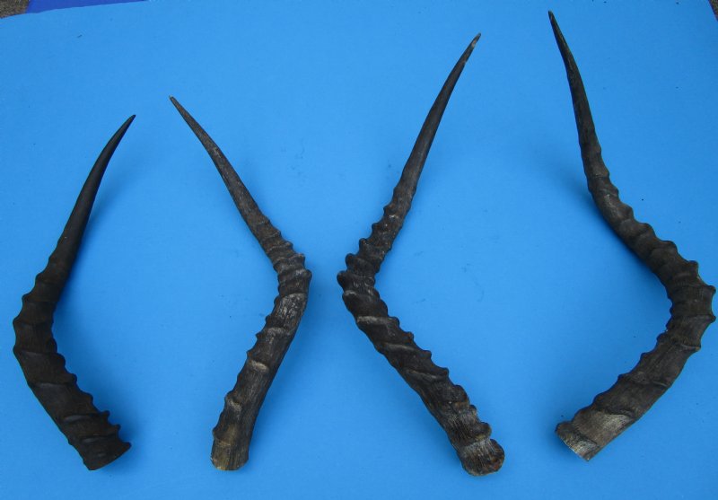 4 African Impala Horns for Sale 175/8 to 22 inches, 2 rights, 2 lefts (not pairs)