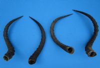 4 African Impala Horns for Sale 17-5/8 to 22 inches, 2 rights, 2 lefts (not pairs) - Buy these 4 for $19.00 each