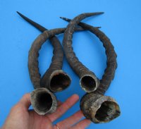 4 African Impala Horns for Sale 17-5/8 to 22 inches, 2 rights, 2 lefts (not pairs) - Buy these 4 for $19.00 each