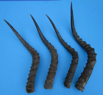 4 Real African Impala Horns for Sale for Horn Crafts 19-1/4 to 22 inches - Buy these 4 for $19.00 each