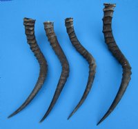 4 Real African Impala Horns for Sale for Horn Crafts 19-1/4 to 22 inches - Buy these 4 for $19.00 each