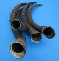 4 Real African Impala Horns for Sale for Horn Crafts 19-1/4 to 22 inches - Buy these 4 for $19.00 each