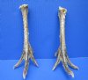 2 Real 8-1/2 inches Cured Turkey Feet, Turkey Foot for Crafts - Buy these 2 for <font color=red> $13.00 each</font> Plus $9.65 First Class Mail Shipping