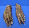 Two Real Cured Beaver Back Feet, Back Foot for Crafts 6-7/8 and 6-1/2 inches - Buy these 2 for $9.00 each