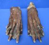 2 Cured Real Beaver Back Feet, Beaver Foot for Sale 6-3/4 and 7 inches long- Buy these 2 for $9.00 each