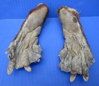 2 Cured Real Beaver Back Feet, Beaver Foot for Sale 6-3/4 and 7 inches long- Buy these 2 for $9.00 each