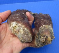 2 Cured Real Beaver Back Feet, Beaver Foot for Sale 6-3/4 and 7 inches long- Buy these 2 for $9.00 each