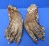 2 North American Cured Beaver Back Feet, Back Foot 6-1/2 inches long - Buy these 2 for $9.00 each