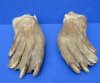 Two Cured North American Beaver Feet, Beaver Foot 6-1/2 and 6-3/4 inches - Buy these 2 for $9.00 each