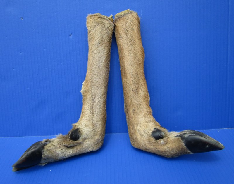 2 L Shaped Cured Deer Feet, Deer Foot 151/2 and 153/4 inches for Crafts