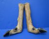 2 L Shaped Cured Bent Deer Feet, Deer Foot 15-1/2 and 15-3/4 inches for Taxidermy Crafts - Buy these 2 for $12.00 each