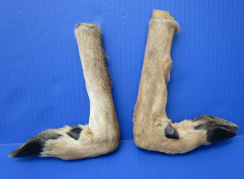 2 L Shaped Cured Deer Feet, Deer Foot for Crafts, 111/2 and 121/2 inches