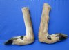 2 L Shaped Cured Bent Deer Feet, Deer Foot for Crafts, 11-1/2 and 12-1/2 inches - Buy these 2 for $12.00 each