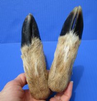 2 L Shaped Cured Bent Deer Feet, Deer Foot for Crafts, 11-1/2 and 12-1/2 inches - Buy these 2 for $12.00 each