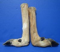 2 L Shaped Cured Bent Deer Feet, Deer Foot for Crafts, 14-1/2 and 13-3/4 inches  - Buy these 2 for $12.00 each