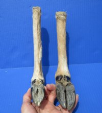 2 L Shaped Cured Bent Deer Feet, Deer Foot for Crafts, 14-1/2 and 13-3/4 inches  - Buy these 2 for $12.00 each
