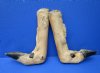 2 L Shaped Cured Bent Deer Feet, Deer Foot for Taxidermy Crafts 12 and 12-1/2 inches - Buy these 2 for $12.00 each