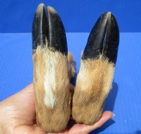 2 L Shaped Cured Bent Deer Feet, Deer Foot for Taxidermy Crafts 12 and 12-1/2 inches - Buy these 2 for $12.00 each