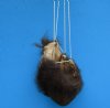 7 inches Fuzzy Real Buffalo Nut Sack, Taxidermy Buffalo Ball Gag Gift for Sale - Buy this one for <font color=red> $39.99</font> Plus $6.25 First Class Mail