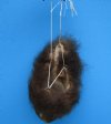 9 inches Fuzzy Real Buffalo Ball, Scrotum, Testicle for Sale, Gag Gift , Hard Tanned- Buy this one for $39.99