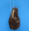 9-1/4 inches Fuzzy Authentic American Buffalo Testicle, Buffalo Ball, a Gag Gift for Sale - Buy this one for $39.99