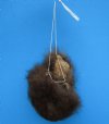 7 inches Fuzzy Real Buffalo Testicle, Nut Sack, Scrotum for Sale - Gag Gift - Buy this one for <font color=red> $39.99</font> Plus $6.25 First Class Mail