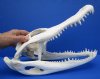 13-1/4 inches Florida Alligator Skull for Sale, <font color=red>Grade A, Beetle Cleaned</font> - Buy this one for $89.99
