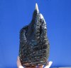 10-3/4 inches Huge Florida Alligator Foot for Sale Preserved with Formaldehyde - Buy this one for $59.99
