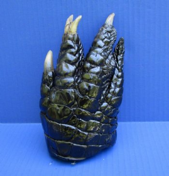 6-1/2 inches Free Standing Florida Alligator Foot - $24.99