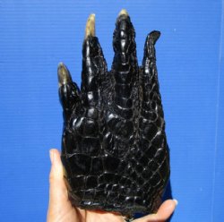 8-1/2 inches Large Real Florida Alligator Foot - $39.99