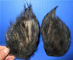 2 Real Georgia Wild Boar Ears Preserved 5 to 6 inches for <font color=red> $10.00 each</font> (Plus $8 Ground Advantage Mail)