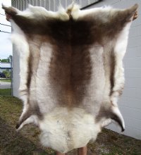 52 by 52 <font color=red> Large Spectacular</font> Finland Reindeer Fur, Hide, Skin for Sale - Buy this one for $154.99