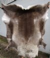 58 by 53 inches Finland Reindeer Hide, Skin, Fur for sale  Extra Large Gorgeous <font color=red>Good Quality Standard Grade</font> Buy this one for $154.99