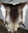 57 by 53 inches <font color=red> Huge Spectacular</font> Finland Reindeer Hide, Fur Skin for Sale - Buy this one for $154.99