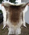 53 by 45 inches <font color=red> Large Gorgeous</font> Reindeer Hide, Skin, Fur for Sale imported from Finland - Buy this one for $154.99