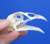 2-7/8 inches Real American Pheasant Skull for Sale, Beetle Cleaned - Buy this one for <font color=red> $24.99</font> Plus $5.50 First Class Mail