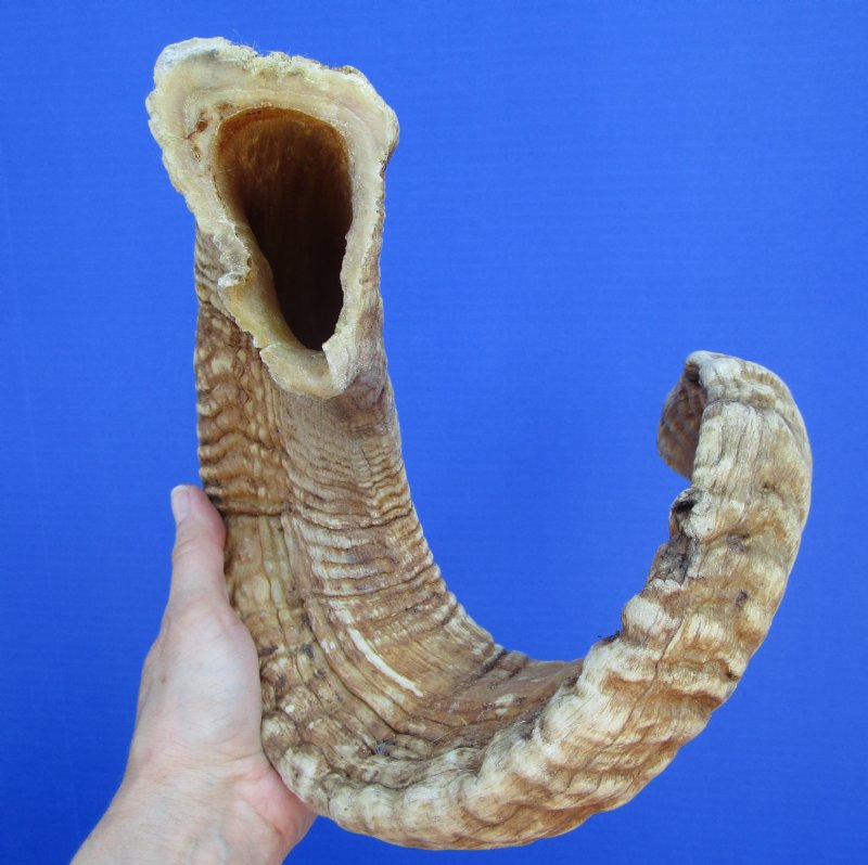 29 inches Extra Large African Merino Ram, Sheep Horn for Sale