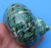 4 inches Polished Jade Turban Seashell for Sale - Buy this one for <font color=red> $13.99</font> Plus $6.25 1st Class Postage