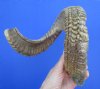 29 inches<font color=red> Discount</font> Extra Large African Merino Sheep, Ram Horn for Sale (with split in the horn) - Buy this one for $22.99 