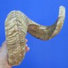 27-7/8 inches<font color=red> Discount</font> Large African Merino Ram, Sheep Horn for Sale (with split in horn) - Buy this one for $19.99