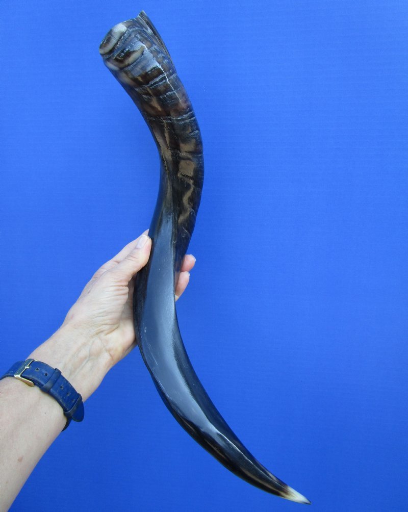 221/4 inches Polished African Kudu Horn for Sale (1712 inches straight)