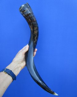 22-1/4 inches Half-Polished African Kudu Horn (17-12 inches straight) - $52.99