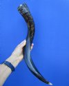 22-1/4 inches Half-Polished African Kudu Horn for Sale (17-12 inches straight) - Buy this one for $52.99