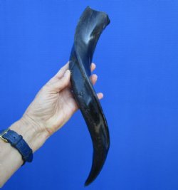19-1/2 inches Half-Polished Greater Kudu Horn (16-1/2 inches straight) - $44.99
