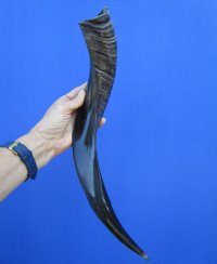 19-1/2 inches Half-Polished Greater Kudu Horn (16-1/2 inches straight) - $44.99